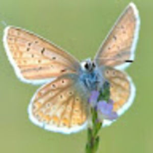 Meet your Posher, Barbara dawn